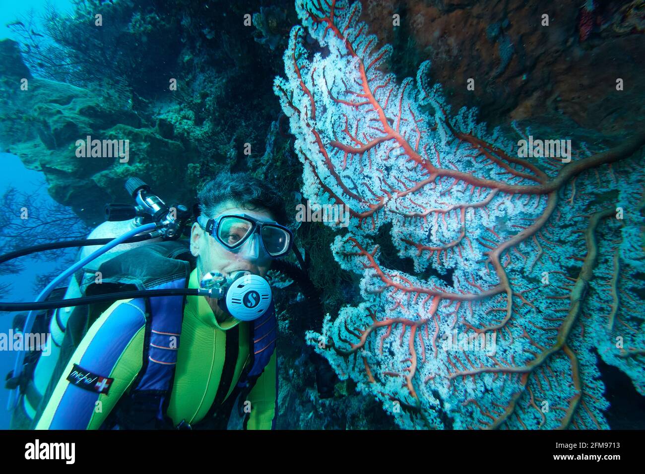 Female Diver Looks At Red Gorgonians With White Polyps. Selayar, South Sulawesi, Indonesia Stock Photo