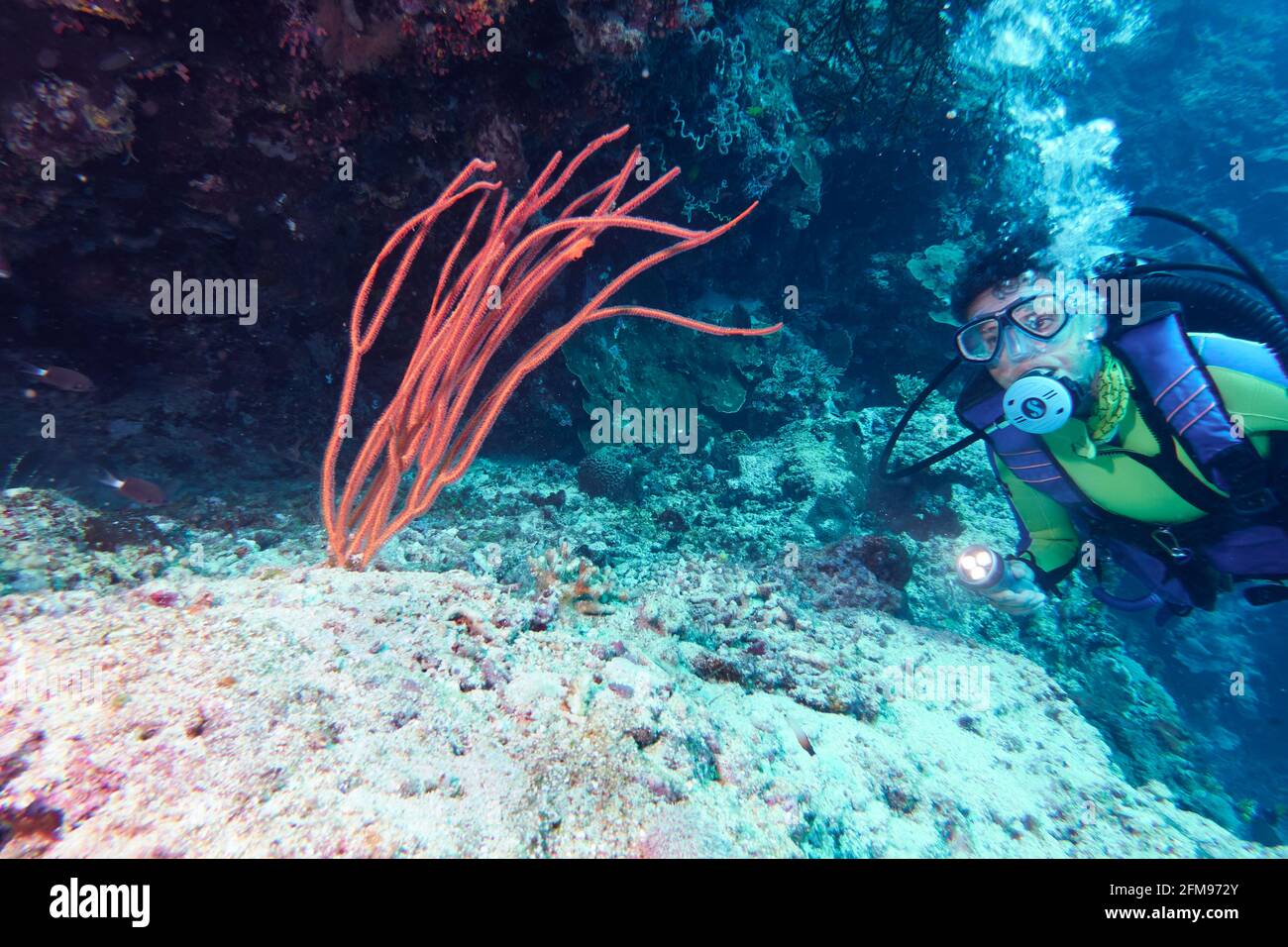 Female Diver Lights Ands Looks At Red Whip Corals. Selayar South Sulawesi Indonesia Stock Photo