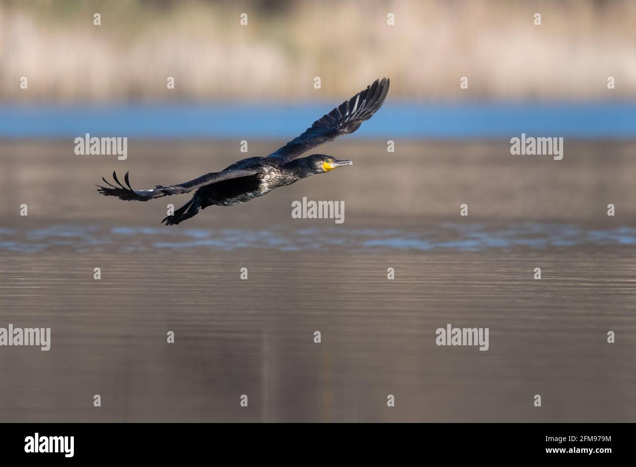Great cormorant (Phalacrocorax carbo) flying across water Stock Photo