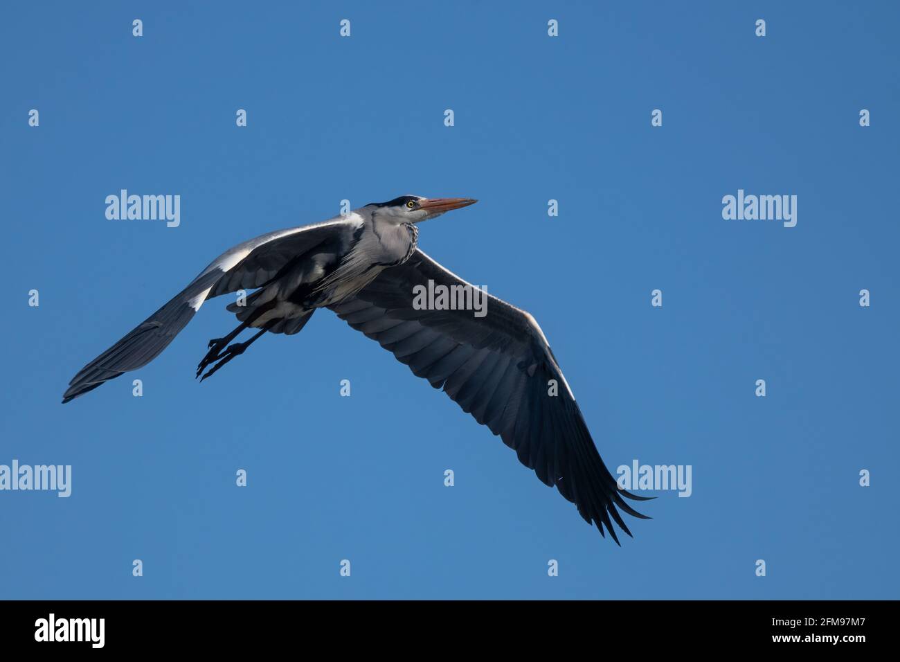 Blue heron (Ardea cinerea) flying on blue sky. Great gray heron in flight Stock Photo