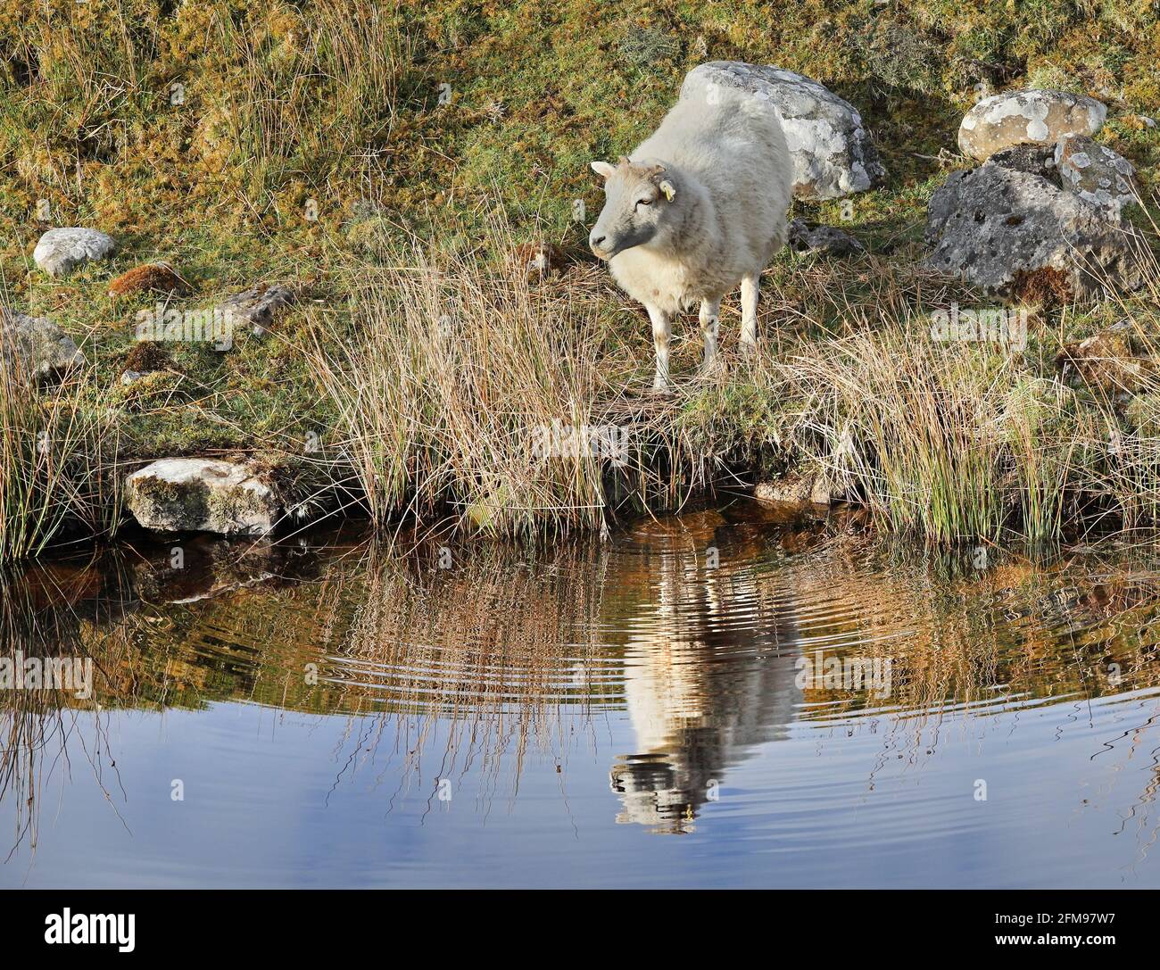 Sheep Reflected in a Stream, North Pennines, UK Stock Photo