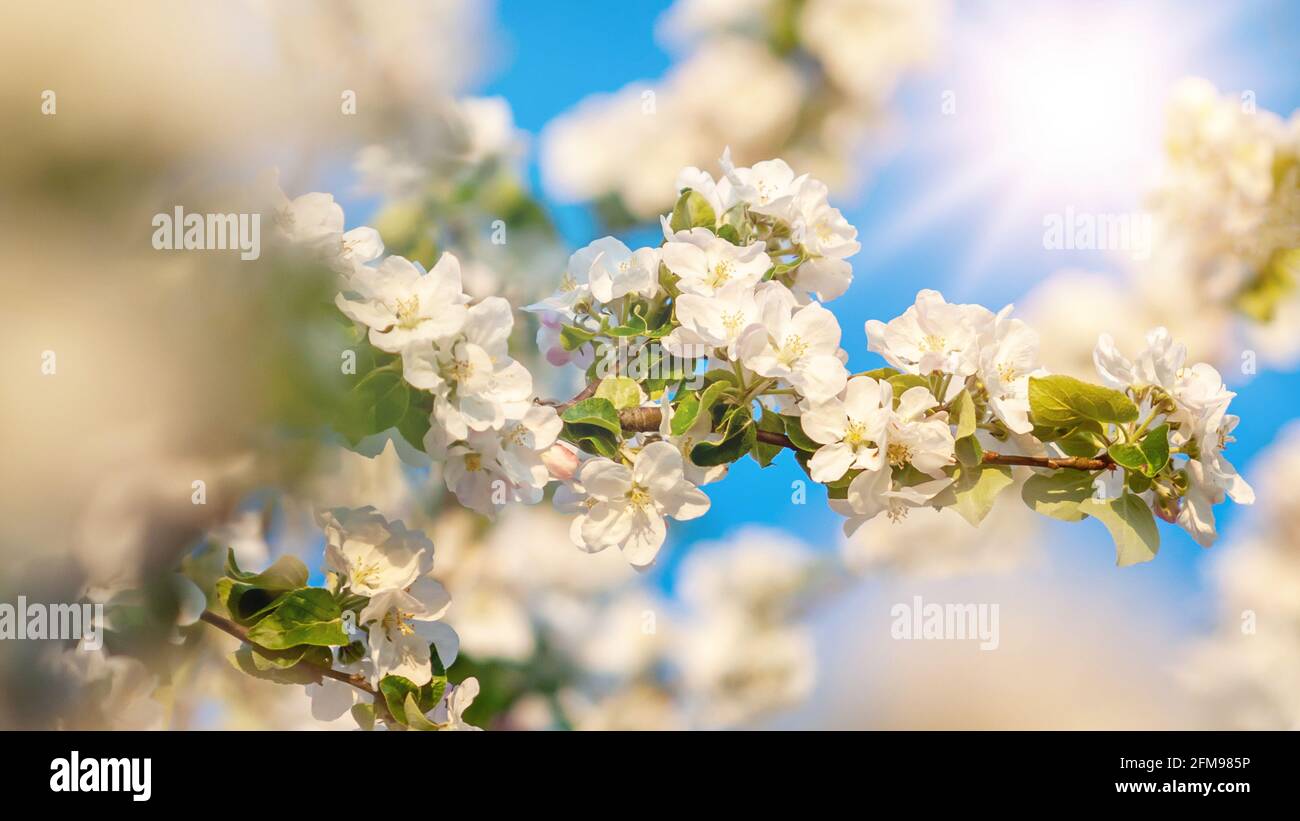 beautiful tree an Apple tree in flower on the green grass with the sun and blue sky Stock Photo