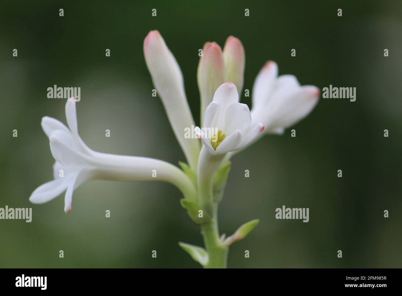 Selective focus shot of a white flower of tuberose plant in a garden Stock Photo