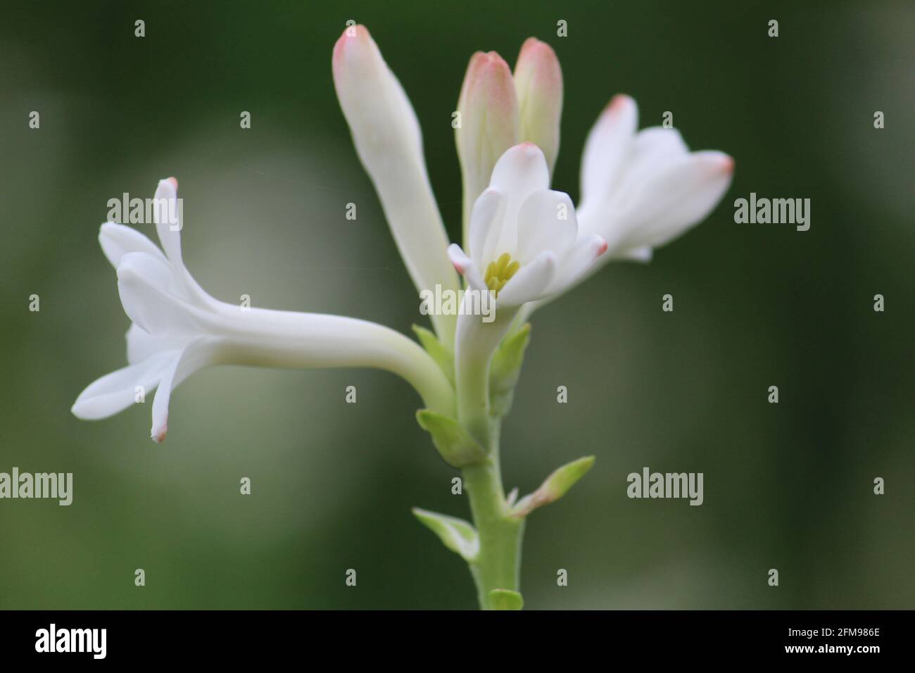 Selective focus shot of a white flower of tuberose plant in a garden Stock Photo