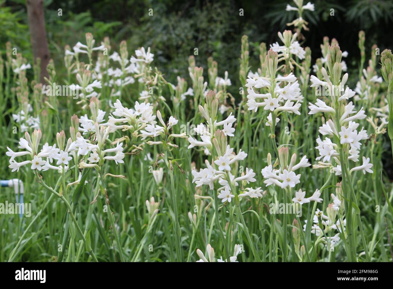 Selective focus shot of white flowers of tuberose plant in a garden Stock Photo