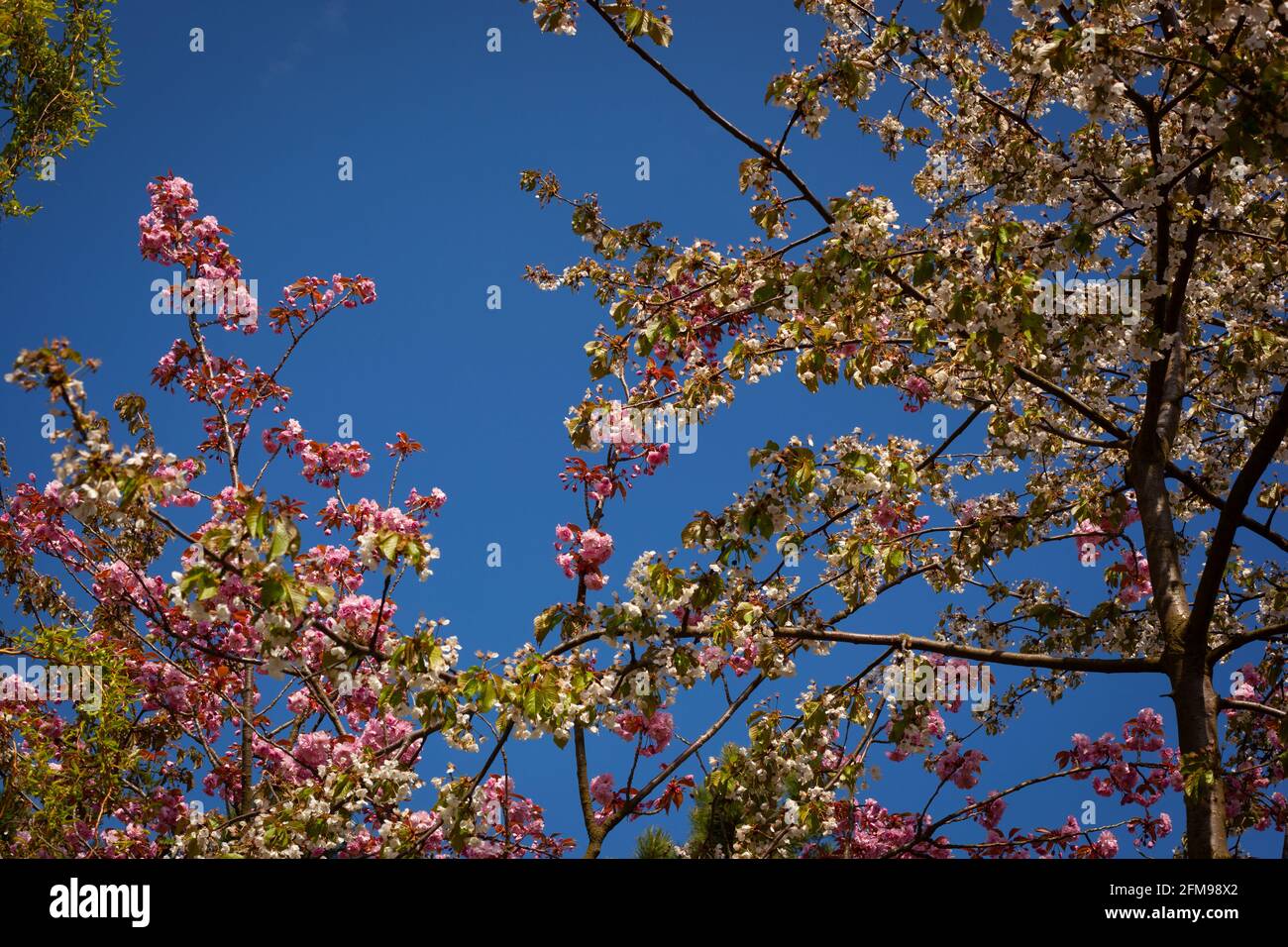 White and pink cherry blossoms against bright blue sky Stock Photo