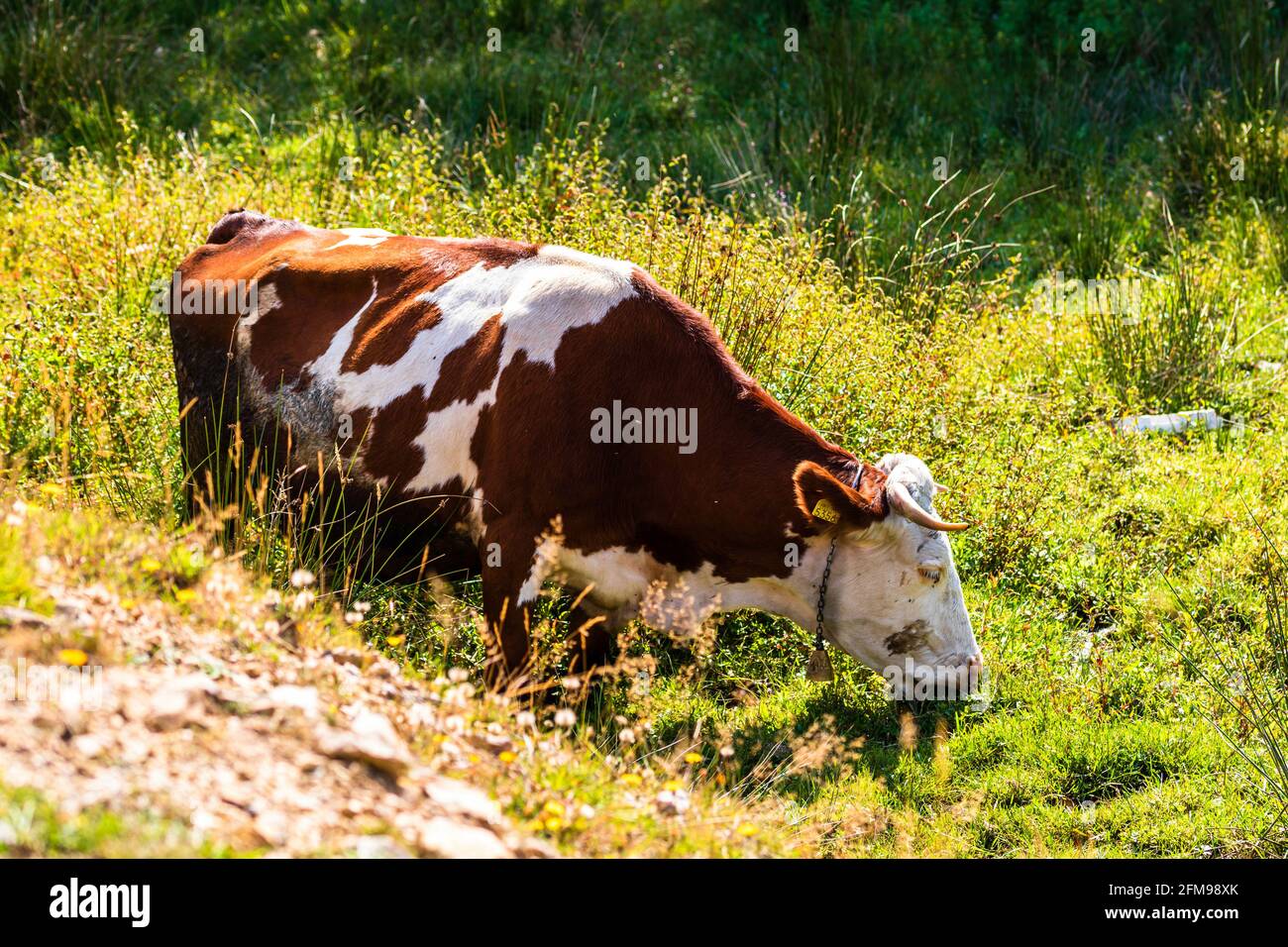 Closeup shot of a cow grazing on a pasture Stock Photo - Alamy