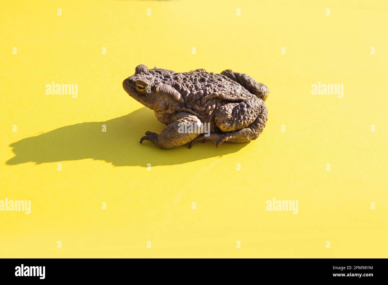 Large common water toad on a yellow background side view. A Stock Photo