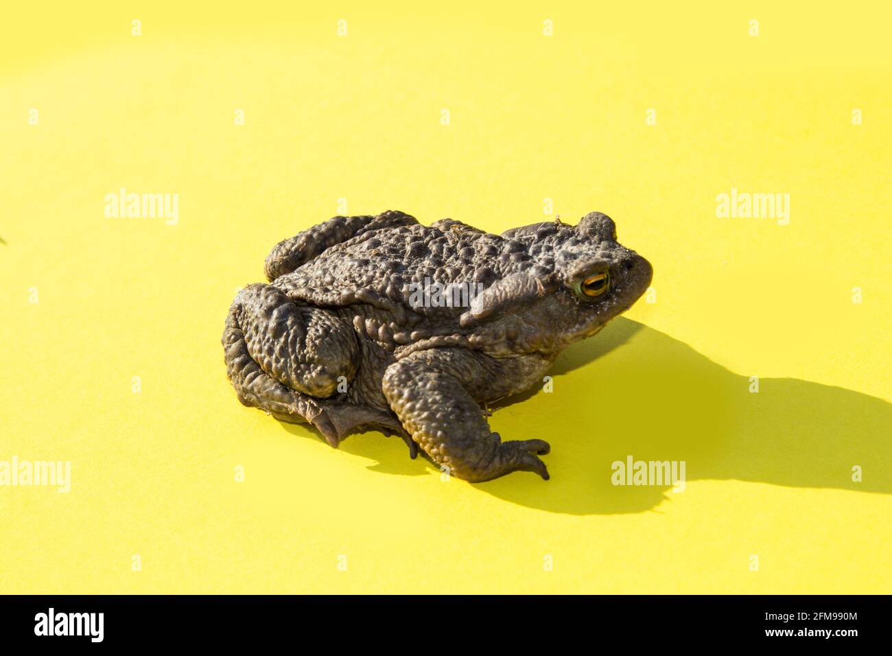 Large common water toad on a yellow background side view. Stock Photo