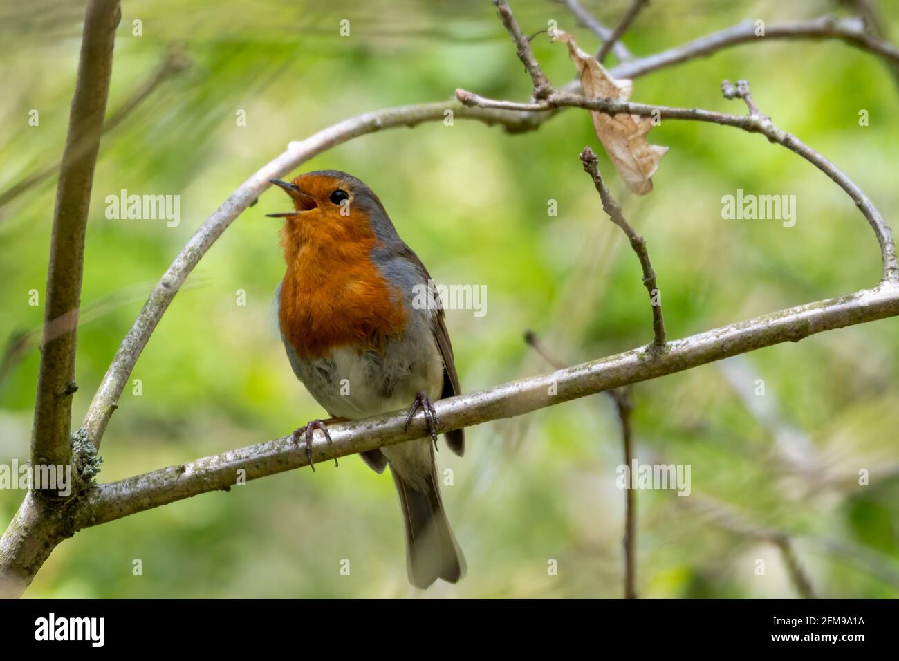 Robin perched on tree branch singing Stock Photo