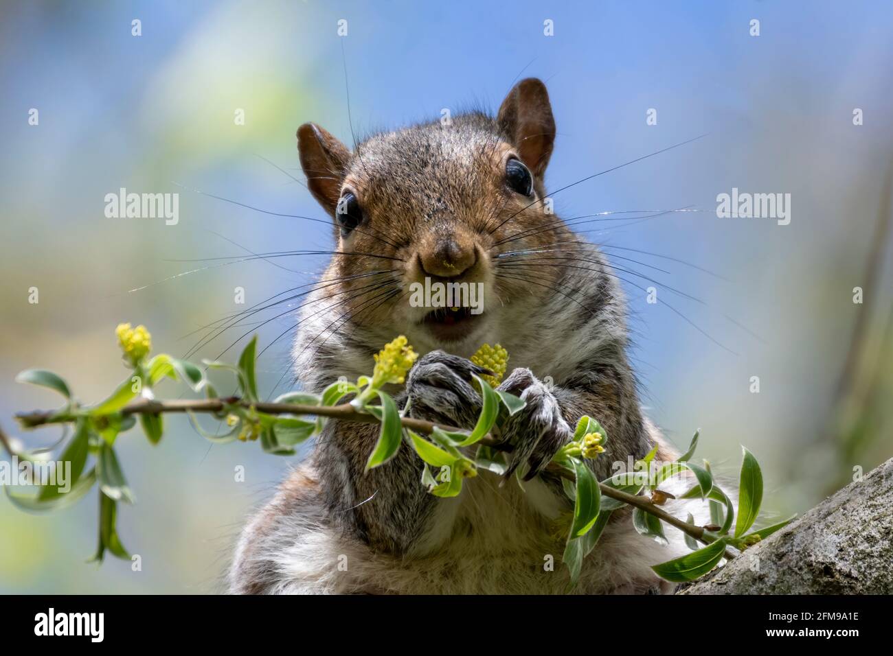Common Grey Squirrel Sciurus carolinensis perched on tree branch eating flora Stock Photo