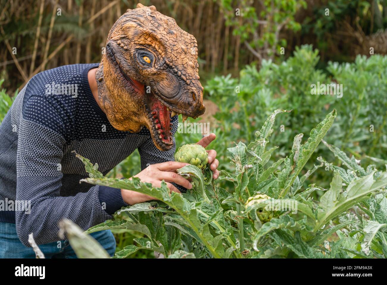 Man with dinosaur animal head mask eating artichokes in vegetables garden. Stock Photo