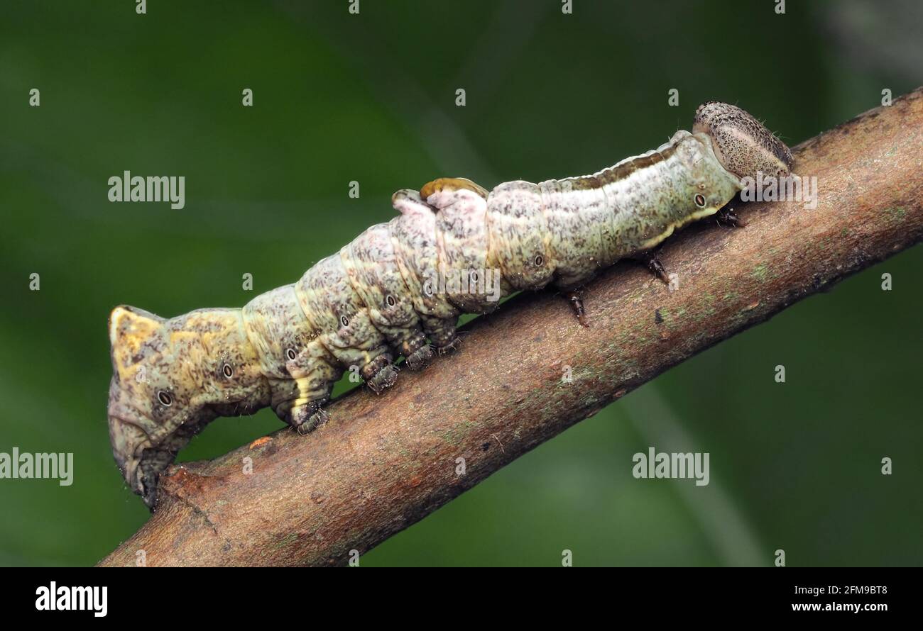 Pebble Prominent moth caterpillar (Notodonta ziczac) crawling on white poplar branch. Tipperary, Ireland Stock Photo