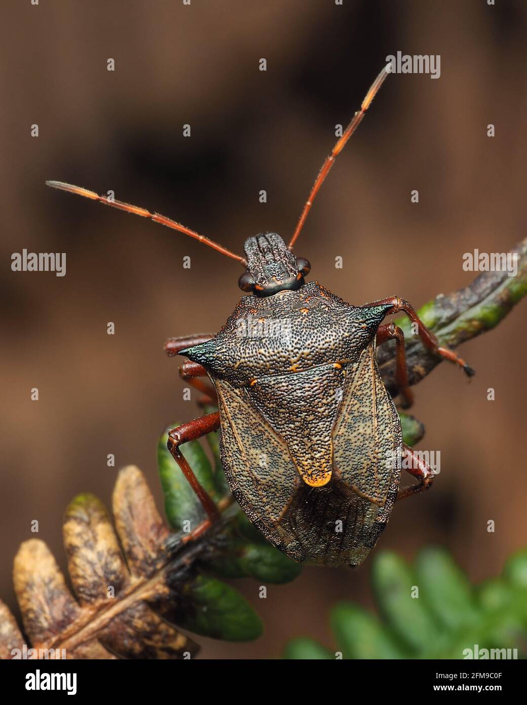 Spiked Shieldbug (Picromerus bidens) perched on fern. Tipperary, Ireland Stock Photo