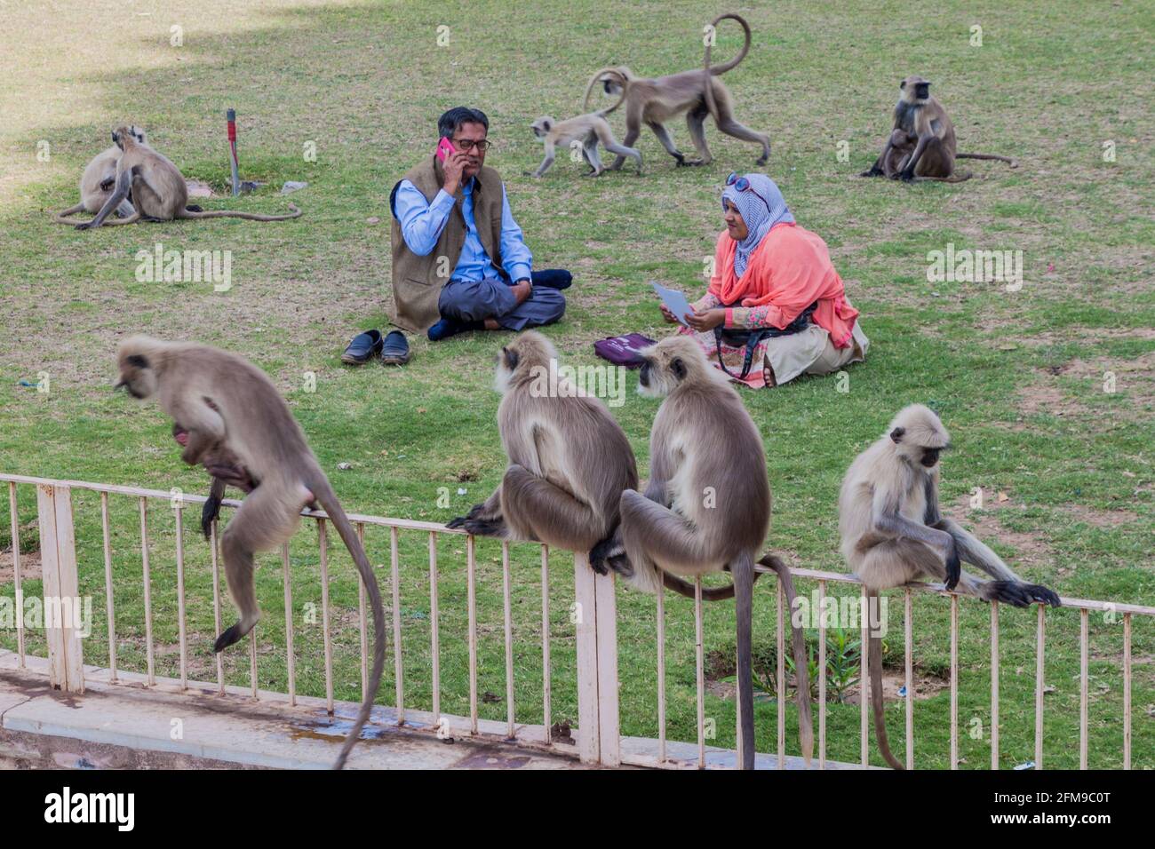 CHITTORGARH, INDIA - FEBRUARY 15, 2017: People sit on a grass among Langur monkeys at Chittor Fort in Chittorgarh, Rajasthan state, India Stock Photo
