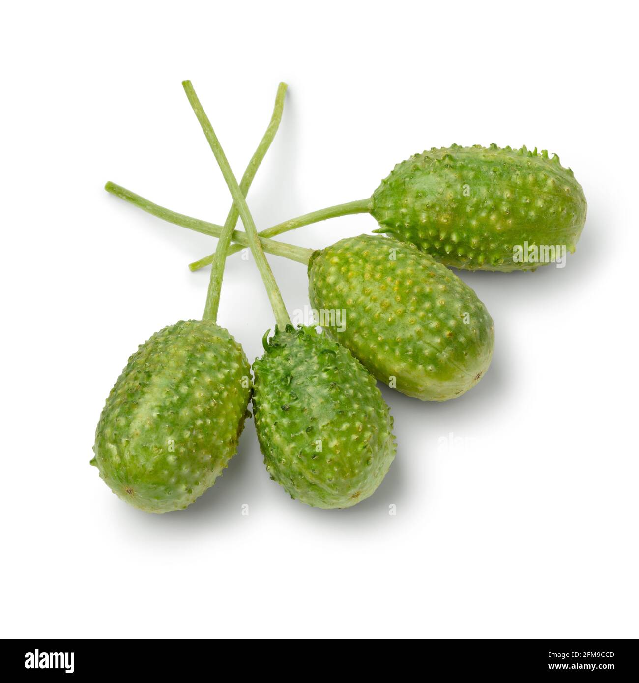 African spiny cucumber hires stock photography and images Alamy