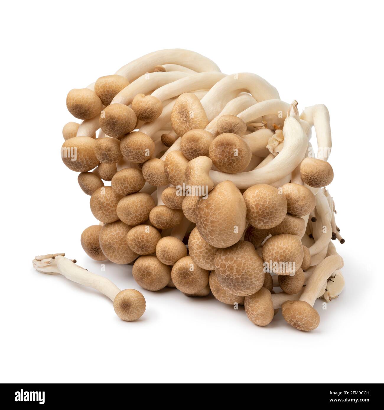 Bunch of fresh raw asian shimeji mushrooms close up isolated on white background Stock Photo