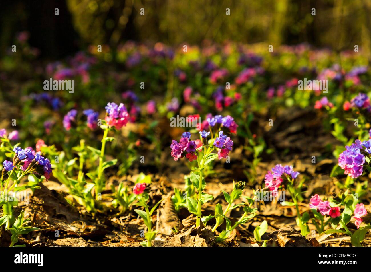 Blue purple flowers lungwort Pulmonaria on spring forest natural background. Close up. Copy space. Stock Photo