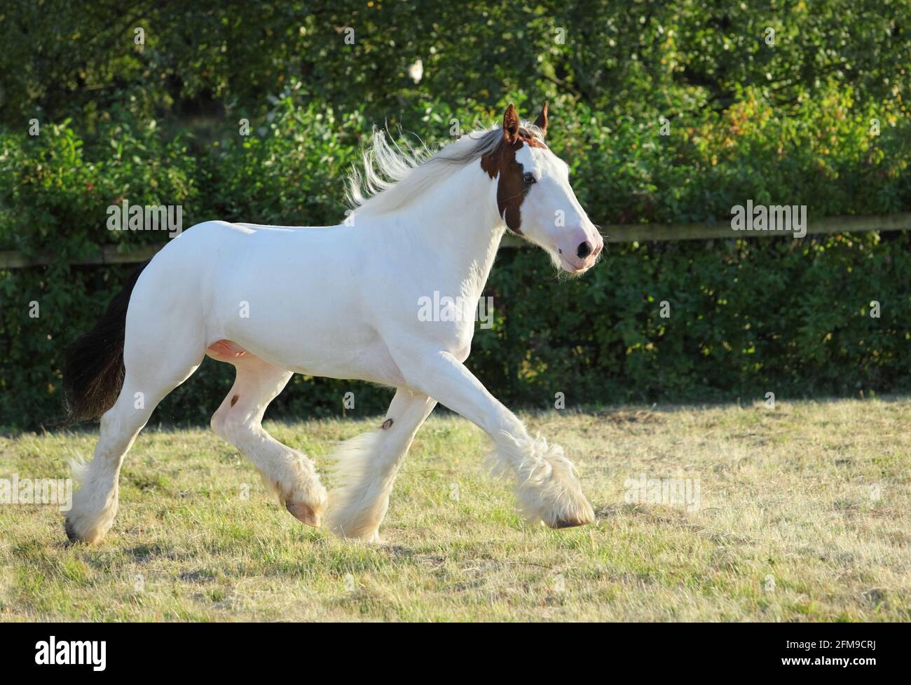 American Paint Horse stallion galloping in paddock at dusk Stock Photo