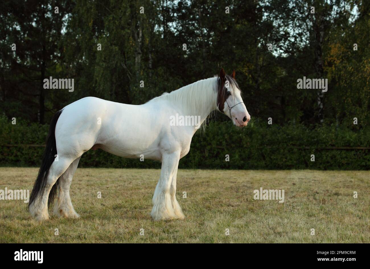American Paint Horse stallion galloping in paddock at dusk Stock Photo