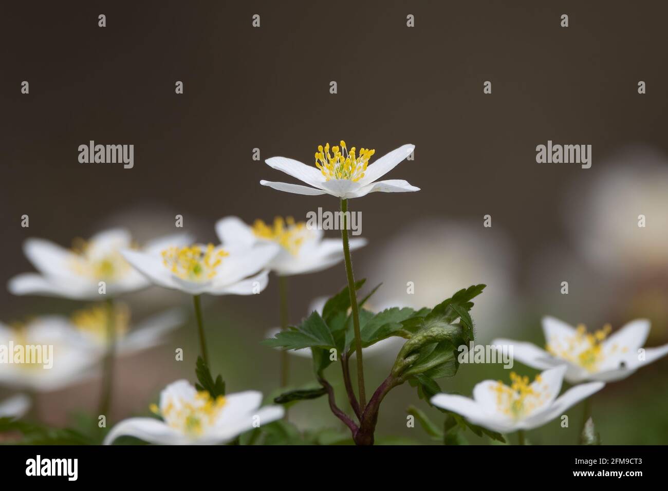 Anemone nemorosa spring wild flowers of wood selective focus and blurry background Stock Photo