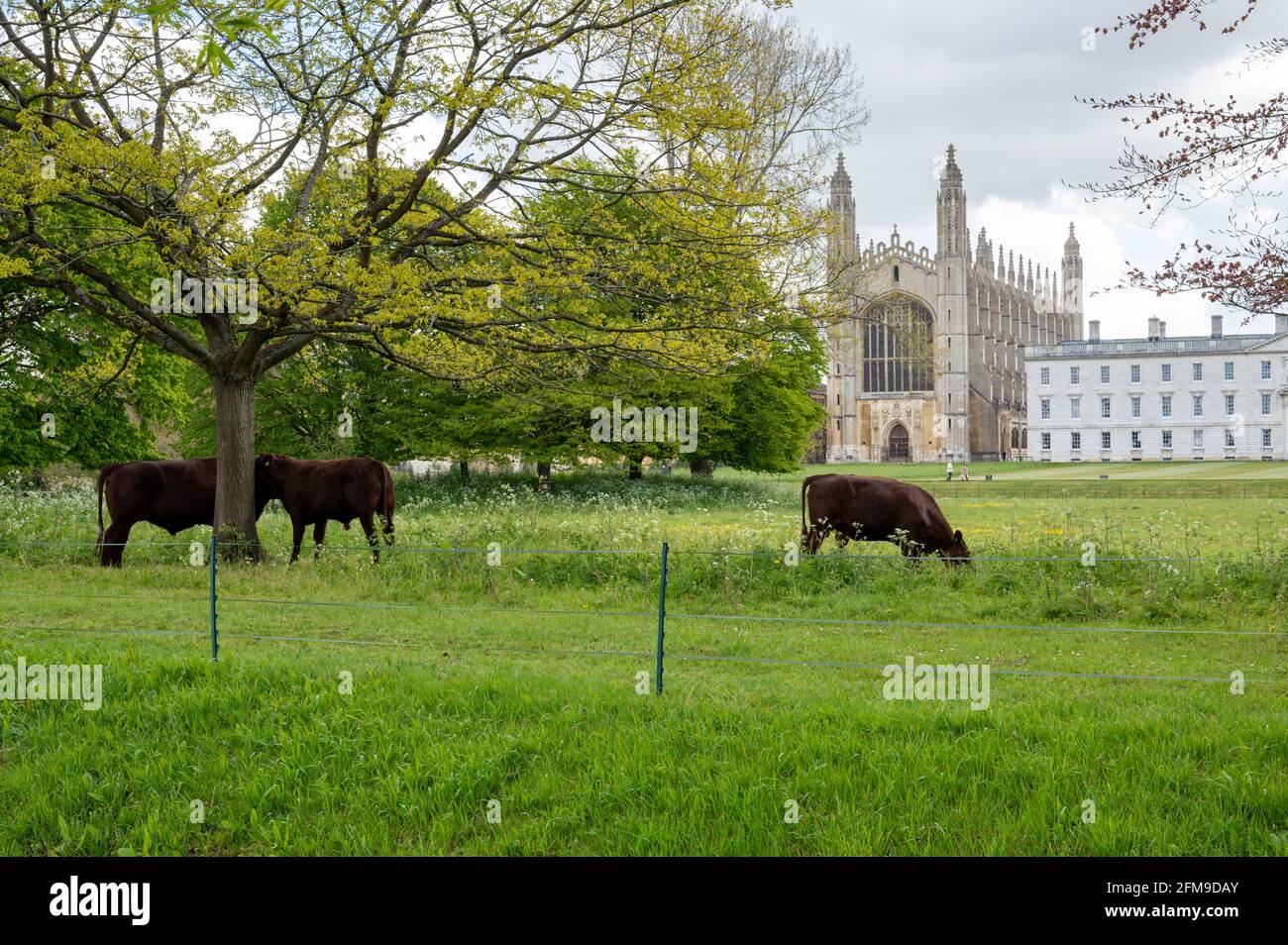 Cambridge, UK. 7th May, 2021. Red poll cattle graze in the lush green fields on The Backs behind Kings College chapel, part of Cambridge University on a mixed day of spring weather with both sun and showers. The UK weather is forecast to become wet and warmer over the weekend. Credit: Julian Eales/Alamy Live News Stock Photo