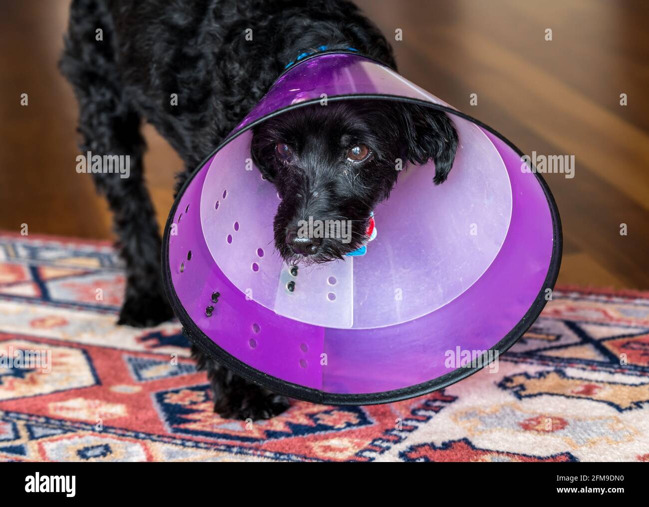 Front view of a sad black poodle terrier or yorkiepoo in a double protective plastic neck recovery cone to stop licking Stock Photo