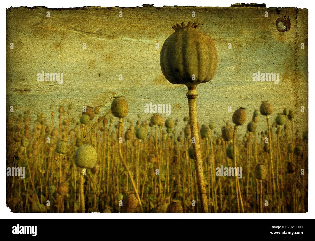 Poppy field in vintage style on paper cardboard with grainy rough surface - retro background Stock Photo