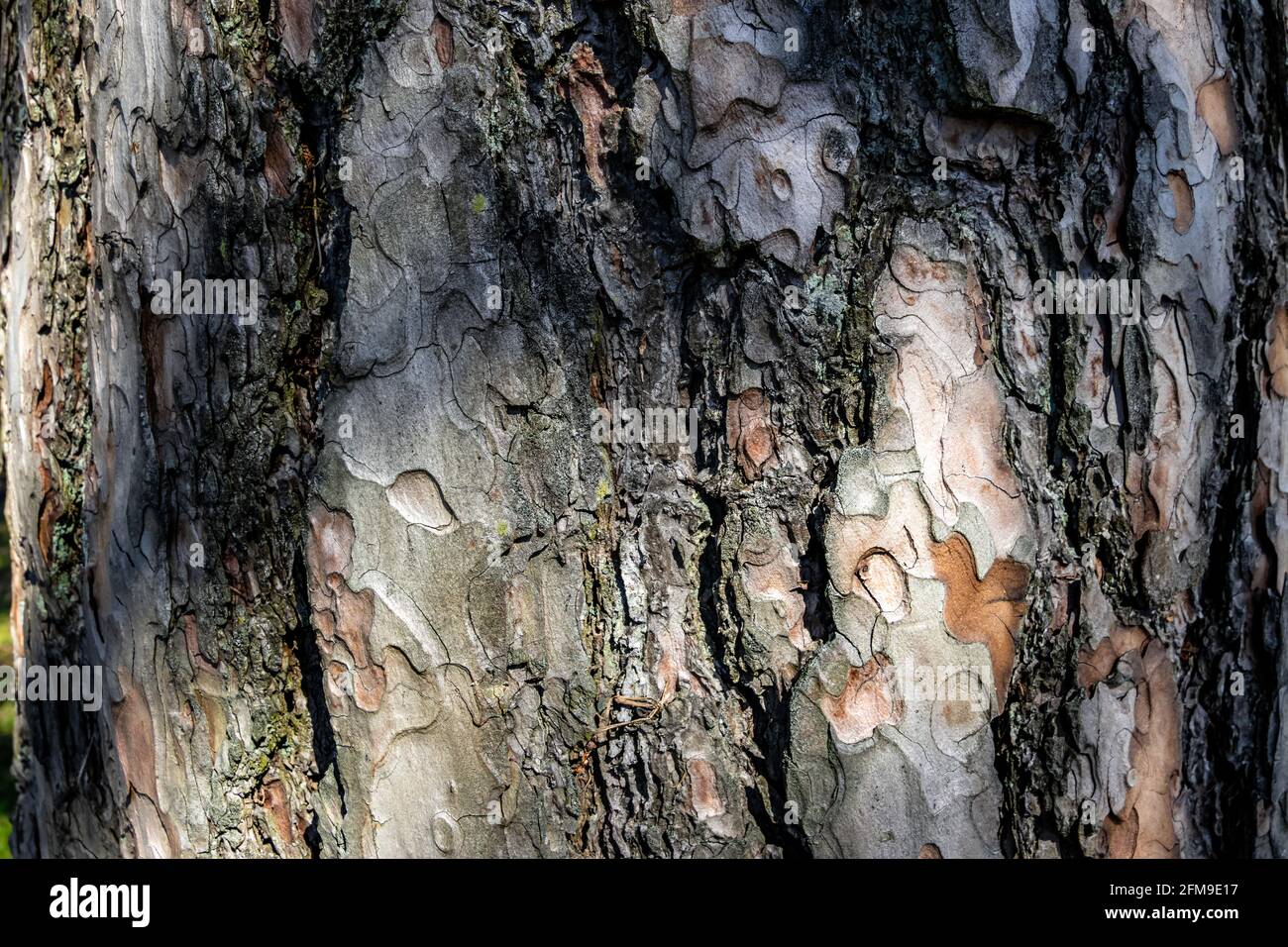 A seamless texture of tree bark - cool for wallpaper or background, macro photo Stock Photo