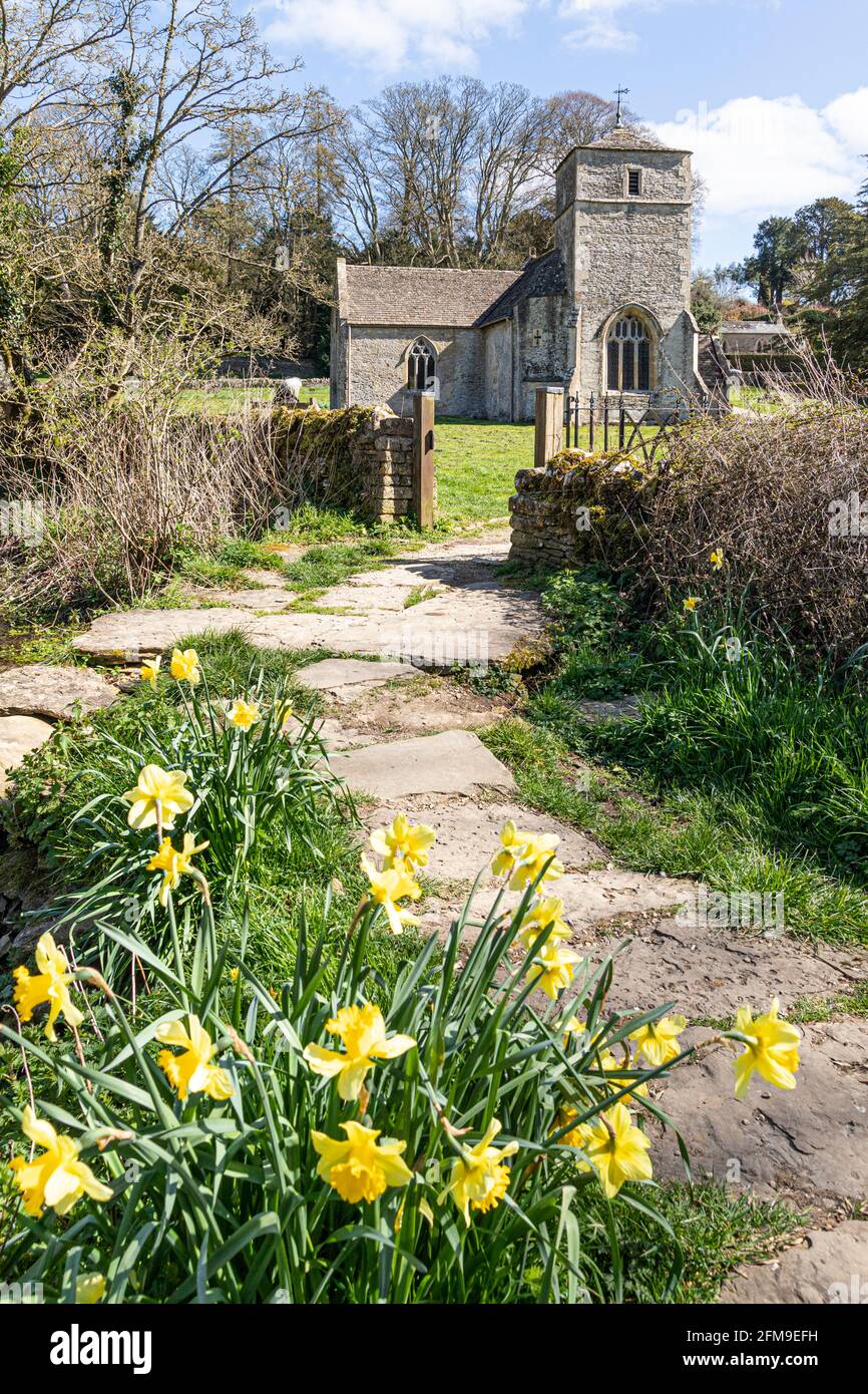 Daffodils flowering beside the footpath to the Cotswold church of St Michael & St Martin at Eastleach Martin, Gloucestershire UK Stock Photo