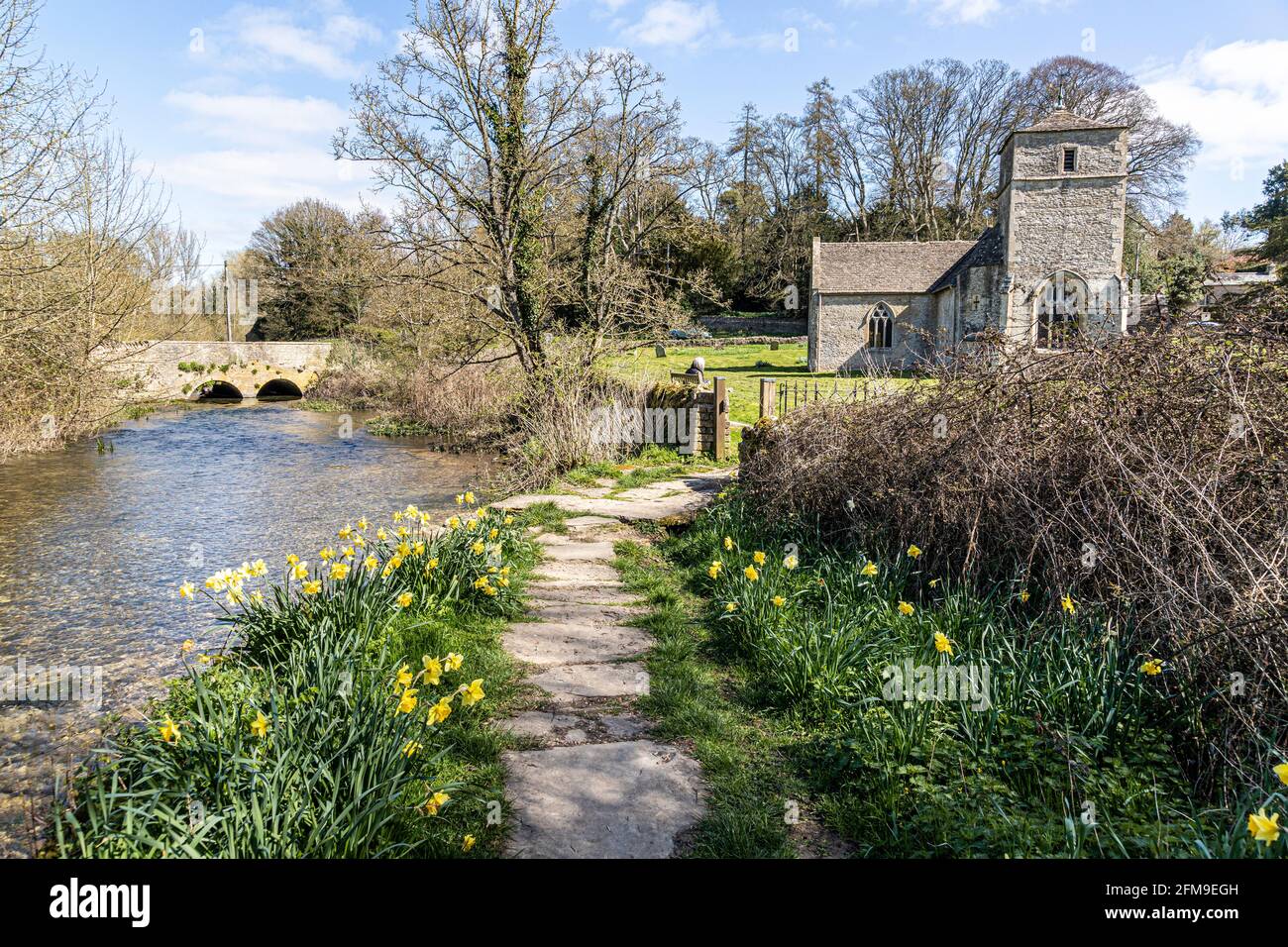 Daffodils flowering beside the footpath to the Cotswold church of St Michael & St Martin at Eastleach Martin, Gloucestershire UK Stock Photo