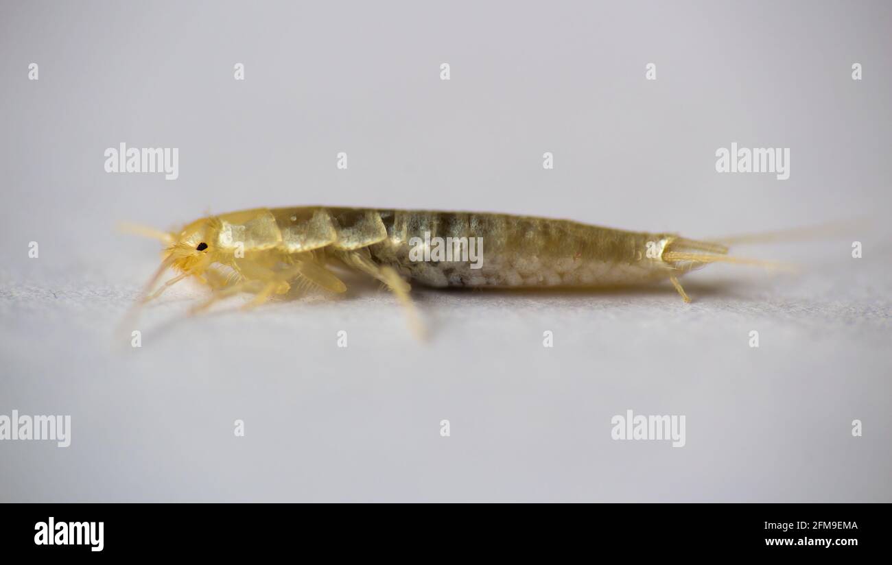Macro photo Silverfish animal, lepisma saccharina on white background. Common house pest Stock Photo