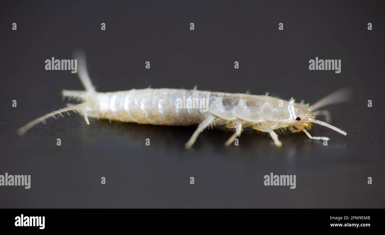 Macro photo Silverfish animal, lepisma saccharina on black background. Common house pest Stock Photo