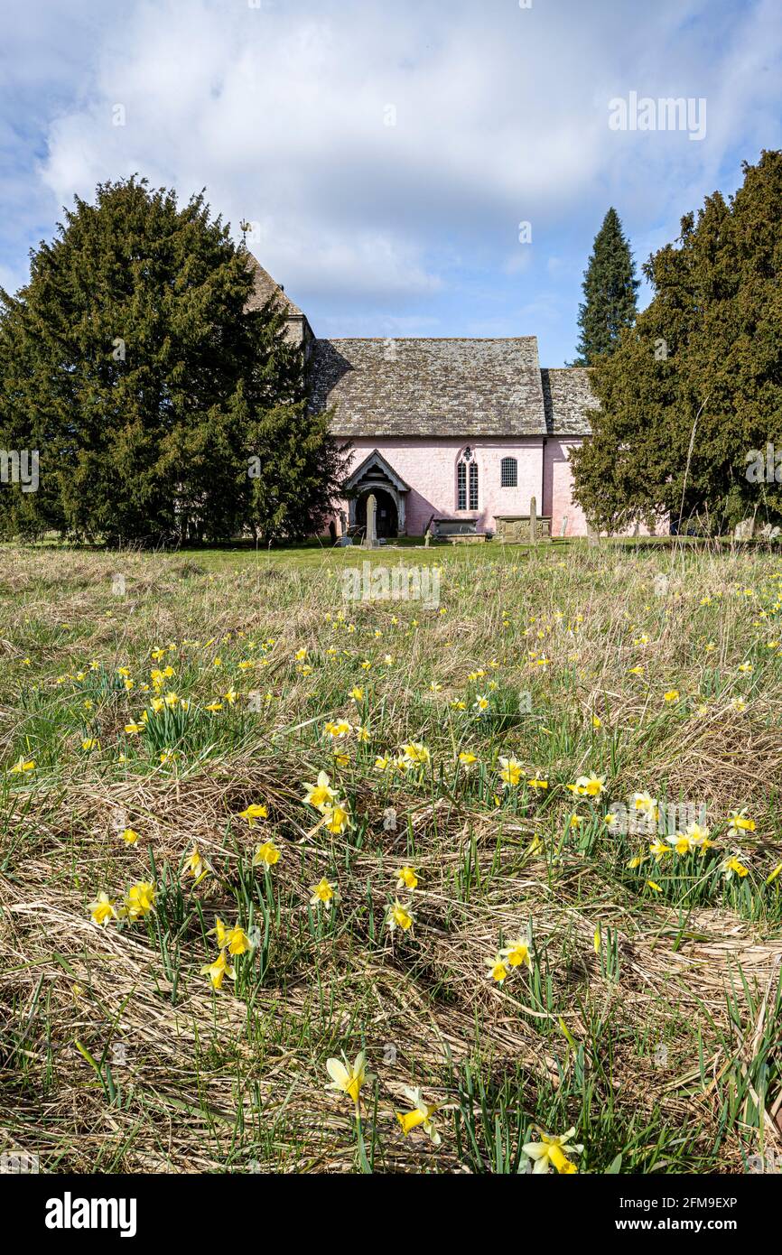 Wild daffodils (Narcissus pseudonarcissus) in early spring at the Norman church of St Mary, Kempley, Gloucestershire UK Stock Photo