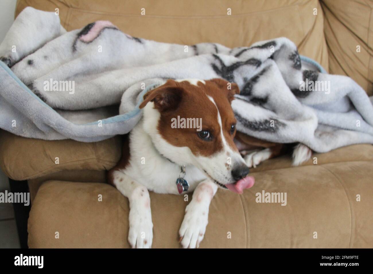 Dog cuddling under a blanket Stock Photo - Alamy