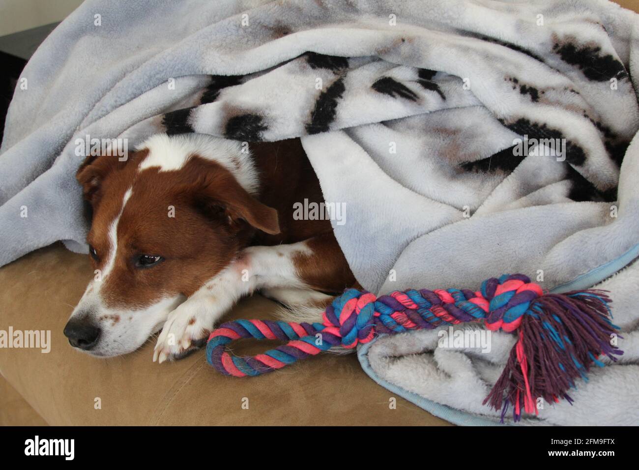 Dog Cuddling Blanket