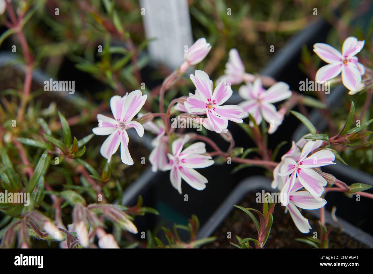 Phlox subulate “Candy Stripes” East Yorkshire, England, UK. Stock Photo