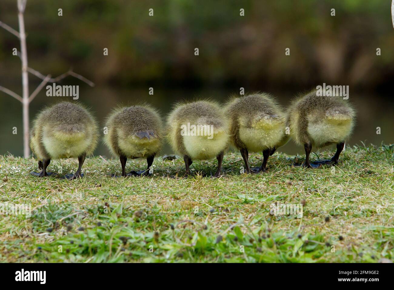 Huddersfield, Yorkshire, UK. 07th May, 2021. Goslings (Canada Goose) in a row near Huddersfield, Yorkshire. Credit: RASQ Photography/Alamy Live News Stock Photo