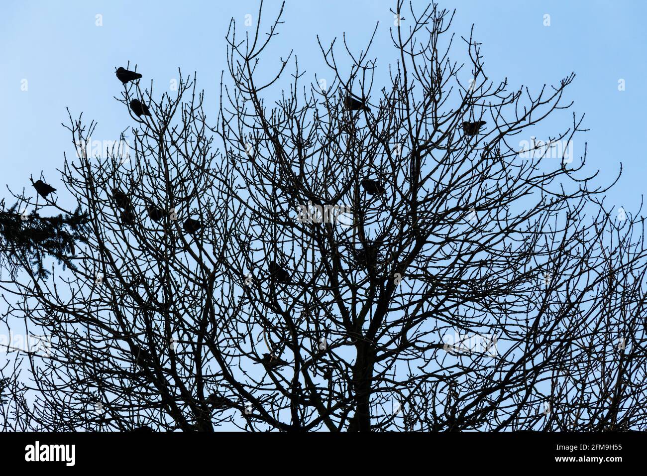 Flock of carrion crows sitting perched in a leafless tree in winter, contrasting against a blue sky Stock Photo