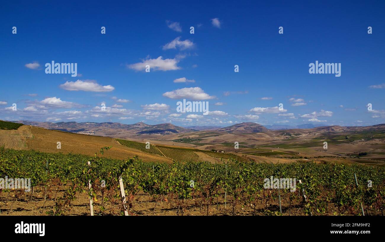 Italy, Sicily, Santa Margherita di Belice, view over vineyards and rows of vines to Lake Arancio, hills in the background, blue sky with isolated white clouds Stock Photo