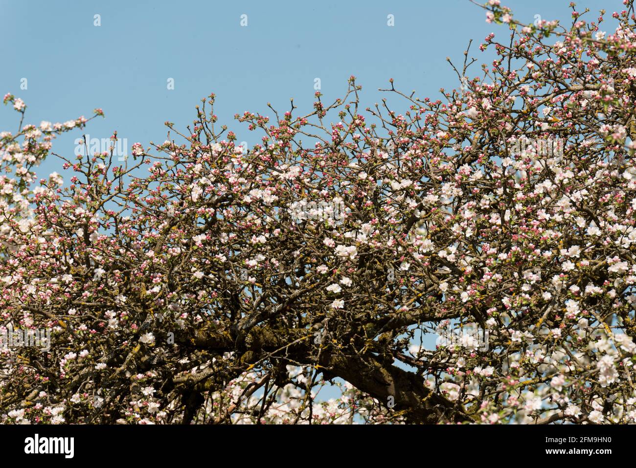 Spring orchard hi-res stock photography and images - Alamy