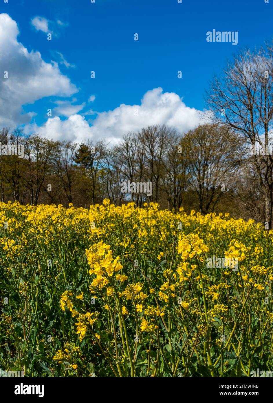 Growing Rapeseed Rapeseed crop starting to grow in a field in spring with a sunny blue ...