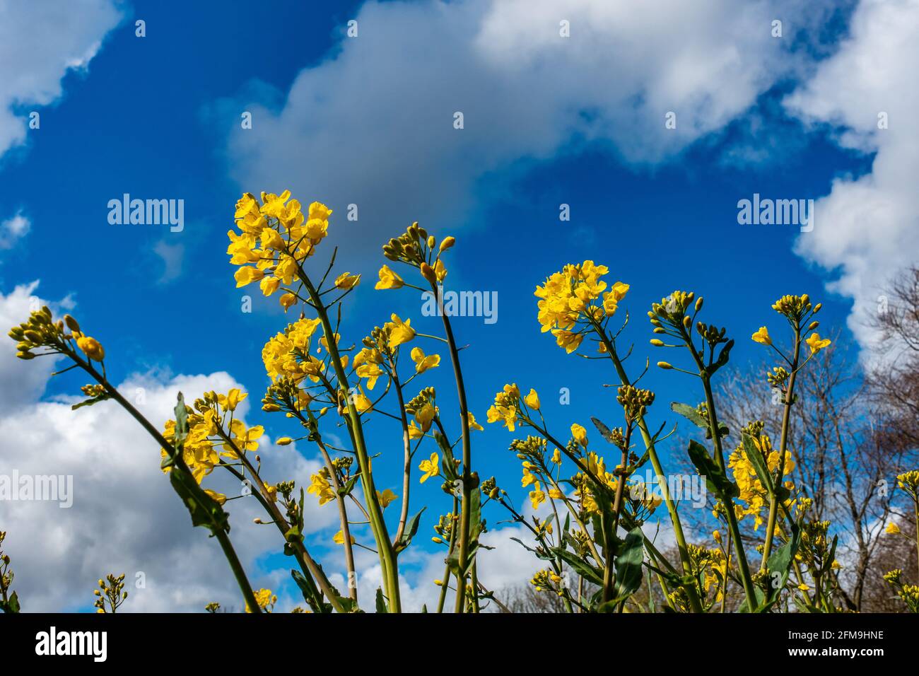 Growing Rapeseed Rapeseed crop starting to grow in a field in spring with a sunny blue ...