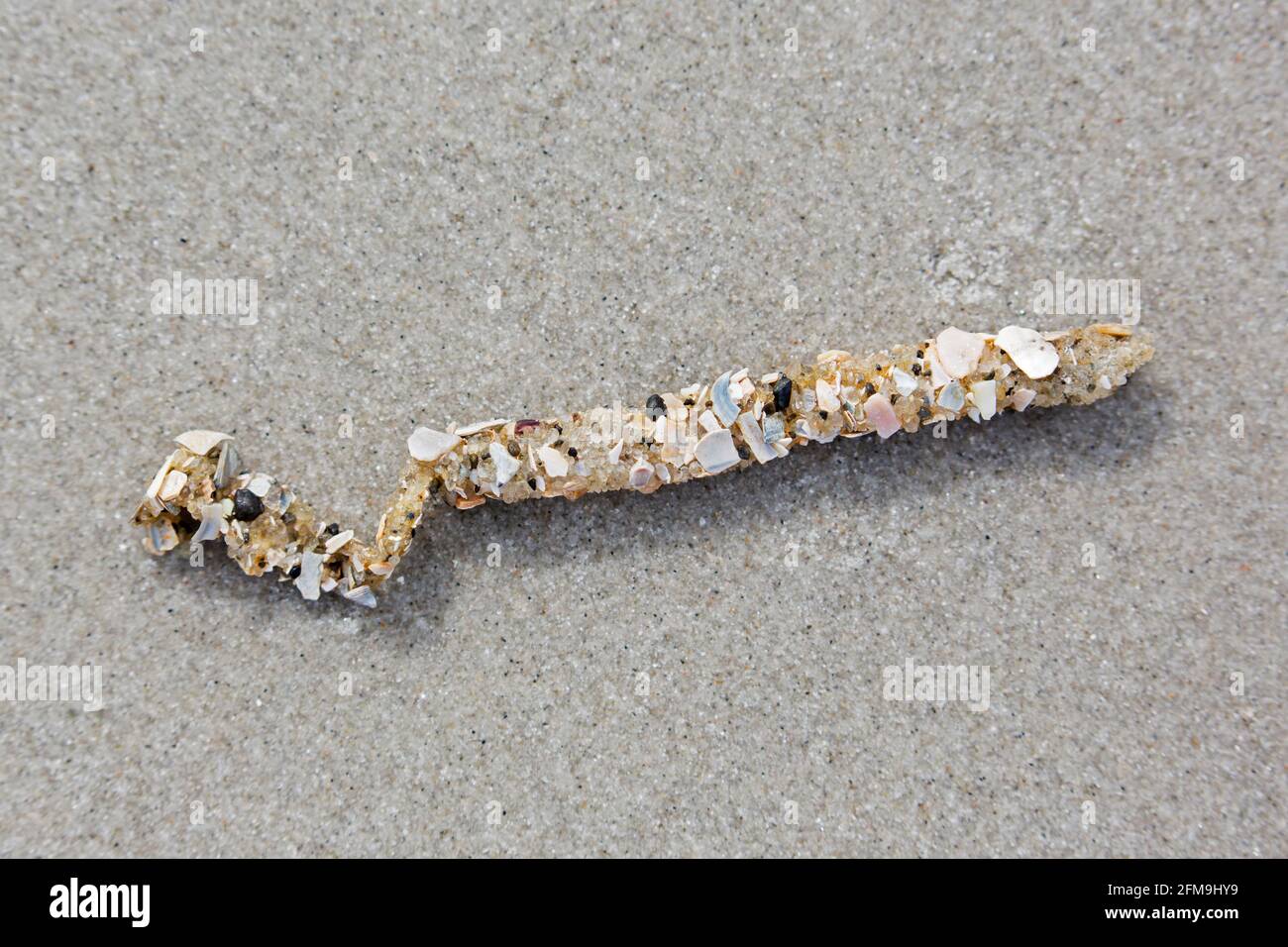 Tubes debris showing cemented sand grains and shell fragments from sand mason worms (Lanice conchilega) washed ashore on sandy beach Stock Photo
