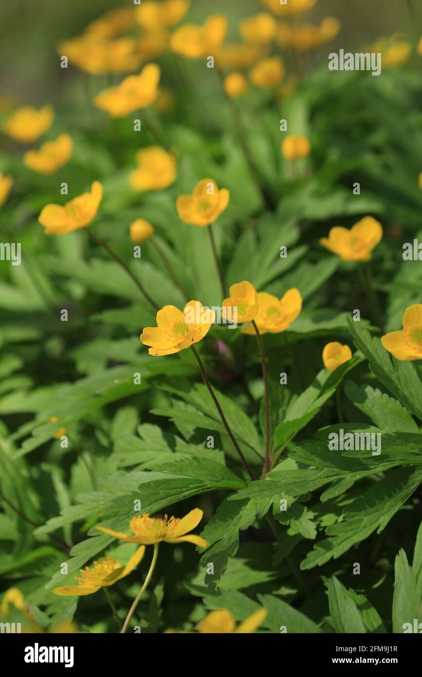 Anemonoides ranunculoides,  Yellow-green spring floral background. Vertical. Yellow flowers on a green lawn in sunlight. Stock Photo
