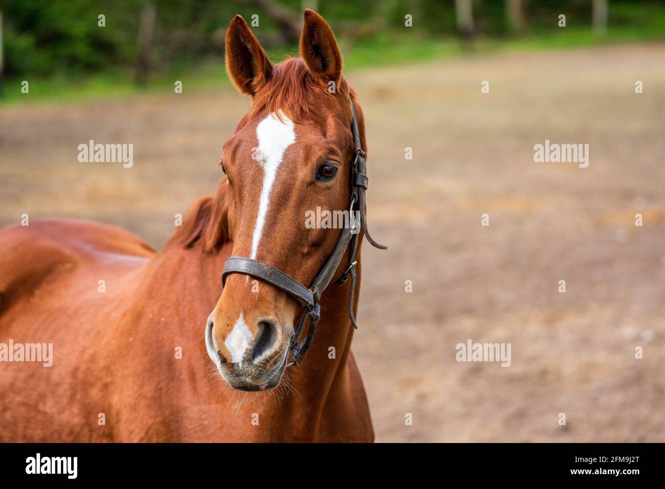 Horse head of a brown horse Stock Photo Alamy