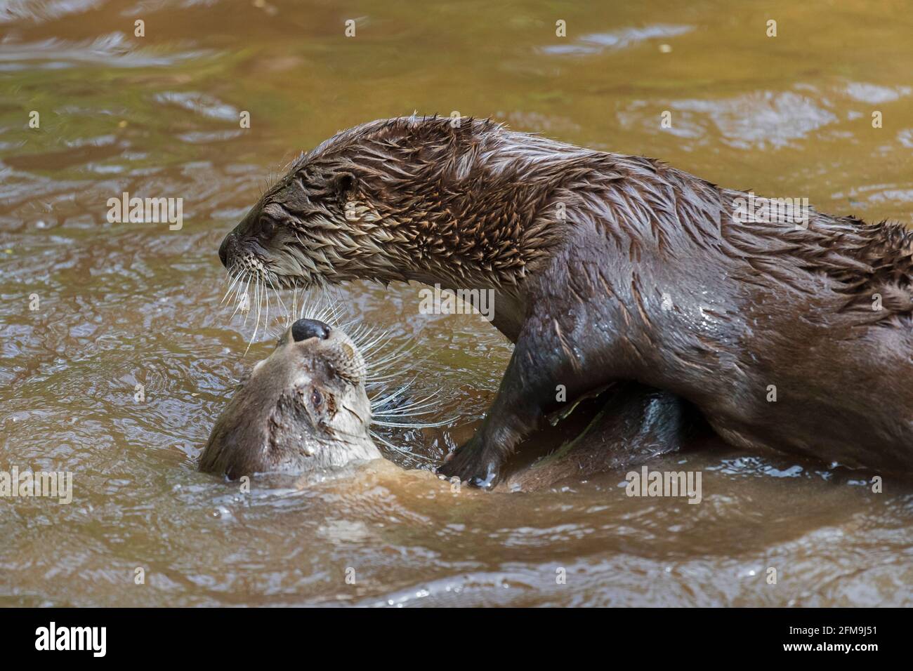 Two Eurasian otters / European river otter (Lutra lutra) playing / play fighting in water of creek / brook in spring Stock Photo