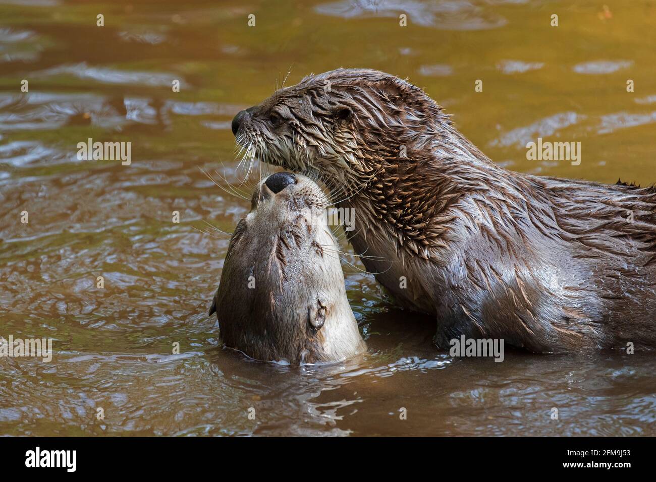 Two Eurasian otters / European river otter (Lutra lutra) greeting each other in water of creek / brook in spring Stock Photo