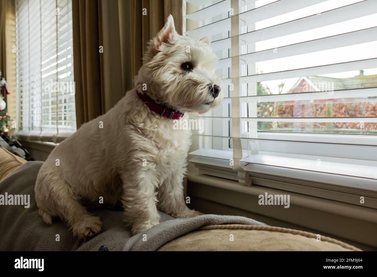 A cute white west highland terrier dog sitting on the top of a couch, looking out of a window Stock Photo