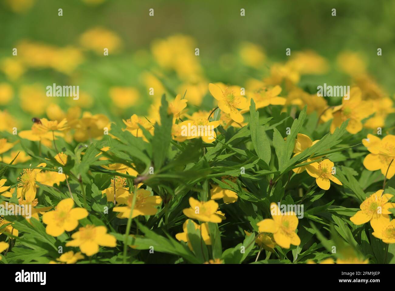 Yellow flowers background. Anemonoides ranunculoides, Yellow Anemone, Yellow Wood Anemone. Carpet of yellow flowers on a green meadow in the spring. Stock Photo